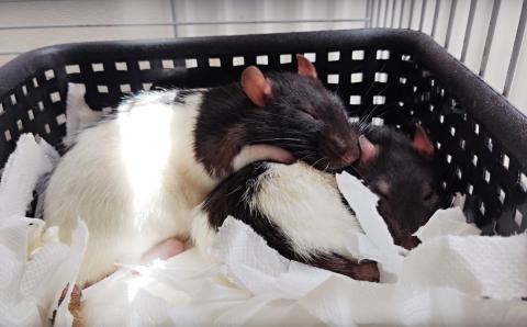 Jak připravit potkánka na návštěvu veterináře | rady pro chovatele Jak připravit potkánka na návštěvu veterináře | rady pro chovatele