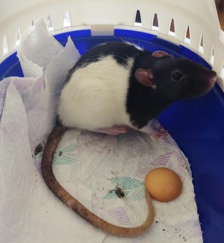 Jak připravit potkánka na návštěvu veterináře | rady pro chovatele Jak připravit potkánka na návštěvu veterináře | rady pro chovatele