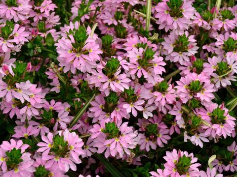 scaevola scaevola