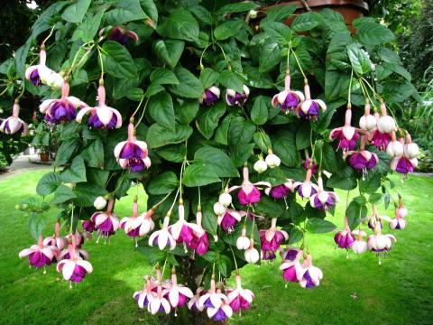 fuchsie fuchsie