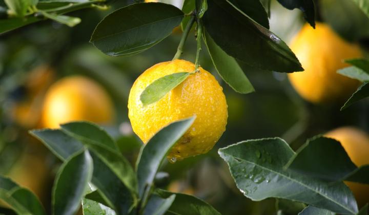 Jak využít citrony | rady a tipy Jak využít citrony | rady a tipy