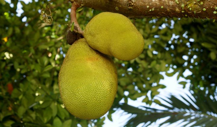 Jak využít jackfruit Jak využít jackfruit