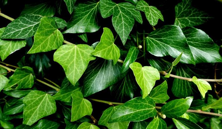 Jak pěstovat břečťan | rady Jak pěstovat břečťan | rady