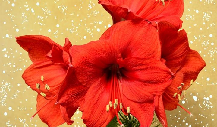 Jak pěstovat amarylis neboli hippeastrum Jak pěstovat amarylis neboli hippeastrum