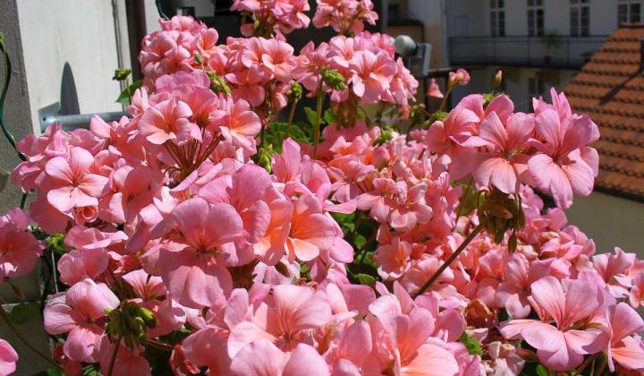 pelargonie v truhlíku letnička na jižní balkon pelargonie v truhlíku letnička na jižní balkon