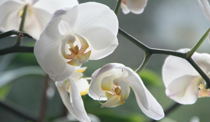 Jak pěstovat orchideje doma | rady Jak pěstovat orchideje doma | rady