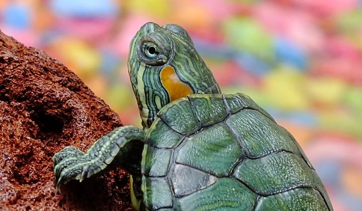 Jak se připravit na chov vodní želvy | rady Jak se připravit na chov vodní želvy | rady