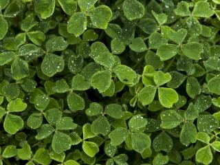 Jak pěstovat oxalis | rady Jak pěstovat oxalis | rady
