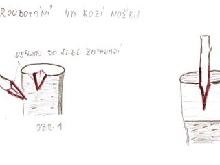Roubování na kozí nožku Tento způsob se používá především u roubování starších stromů, u kterých jsou předchozí způsoby nevhodné. Roubování na kozí nožku patří k nejtěžším technikám. Rouby jsou výrazně menší a slabší než podnož, na kterou se roubují. Postup viz obrázky 1 - 2.