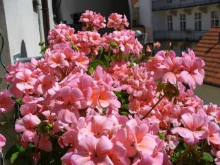 pelargonie v truhlíku letnička na jižní balkon pelargonie v truhlíku letnička na jižní balkon